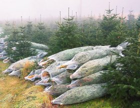 Příprava na sezónu 2024 | Vánoční stromky se již chystají na cestu.